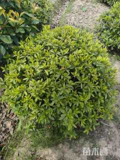 冠幅80厘米毛鹃球