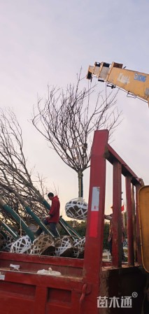 12公分日本晚樱