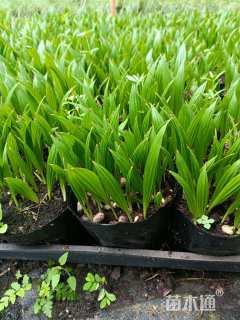 裸干高1厘米蒲葵