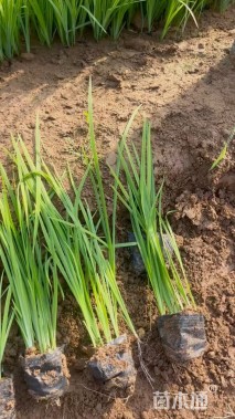 高度40厘米水生鸢尾