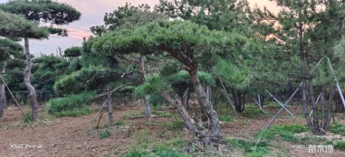 20公分造型油松