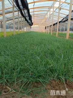 高度30厘米小兔子狼尾草