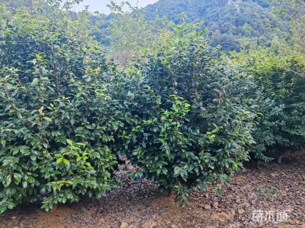 高度200厘米美人茶