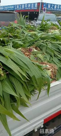 高度25厘米紫鸢尾