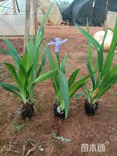 高度25厘米蓝花鸢尾