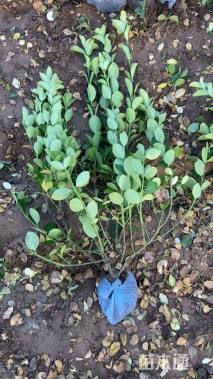 高度70厘米卫矛