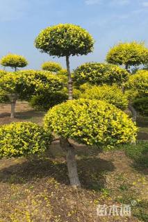 6公分造型金叶榆