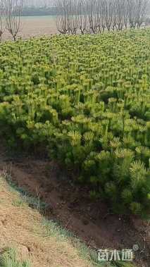 高度100厘米松柏