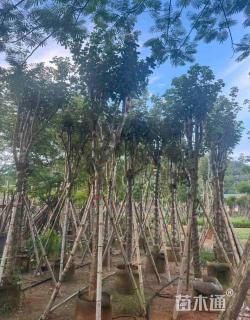 16公分黄花风铃木