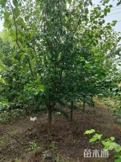 9公分杏树