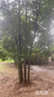 60公分(5杆)丛生榉树