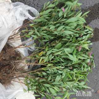 高度40厘米金丝桃