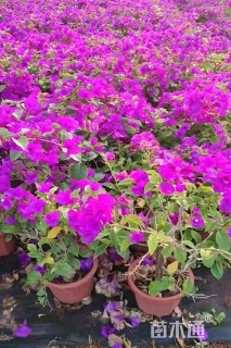 高度40厘米三角梅