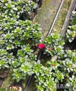 高度25厘米西洋杜鹃