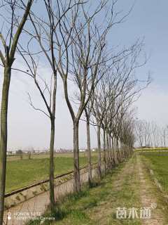 15公分黄山栾树