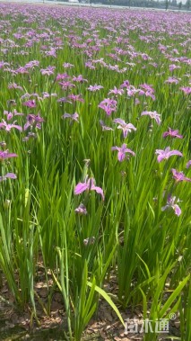 高度20厘米水生鸢尾