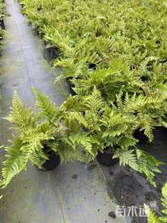 高度20厘米彩虹蕨