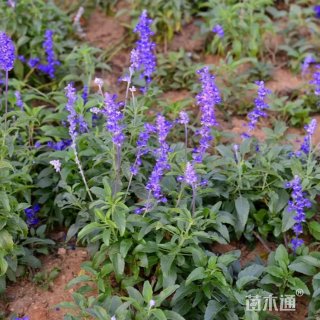 高度80厘米鼠尾草