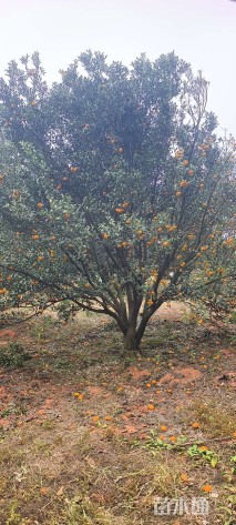 高度300厘米砂糖桔