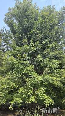 高度700厘米丛生美国红枫