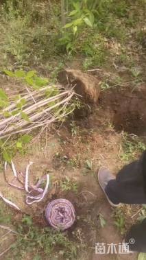 高度300厘米丛生蜡梅