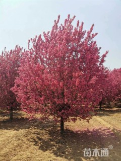 12公分北美海棠