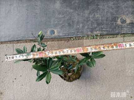 高度30厘米黄金枸骨