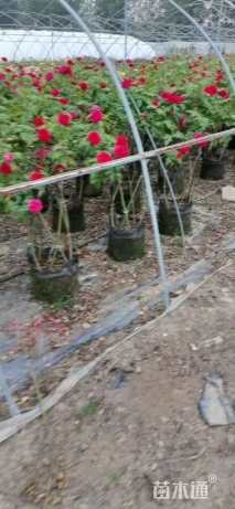 高度80厘米月季