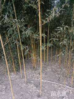 1.5公分竹子