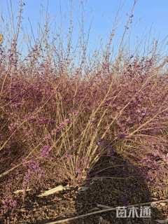 高度180厘米紫珠