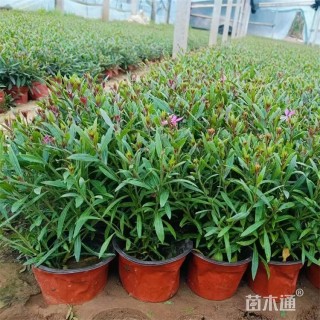 高度30厘米山桃草