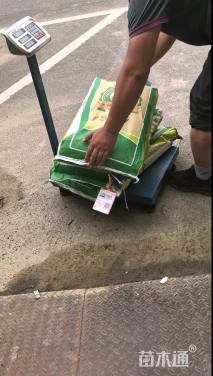 高度30厘米白三叶