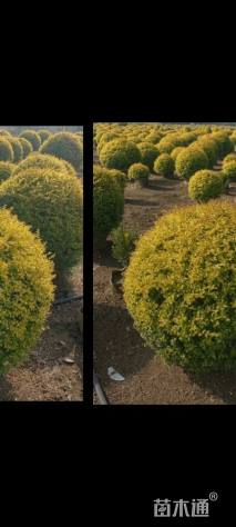 冠幅100厘米亮晶女贞球