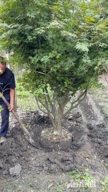 10公分日本红枫-红舞姬