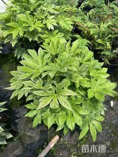 高度20厘米八角金盘