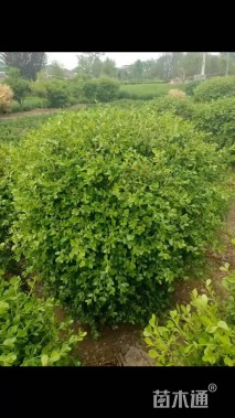 冠幅100厘米瓜子黄杨球