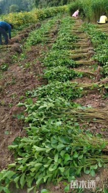 0.5公分江南桤木