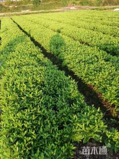 高度30厘米毛鹃