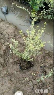 高度60厘米银姬小蜡