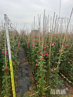 180厘米藤本月季