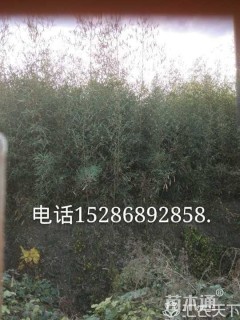 2公分刚竹