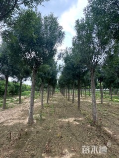 15公分秋紫白蜡