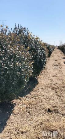 冠幅2.5厘米卫矛球