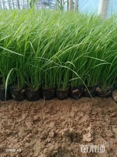 高度20厘米狼尾草