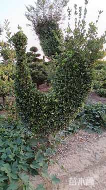 高度200厘米大叶黄杨