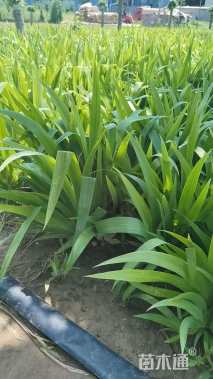 高度30厘米鸢尾