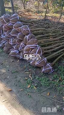 高度80厘米乌桕小苗