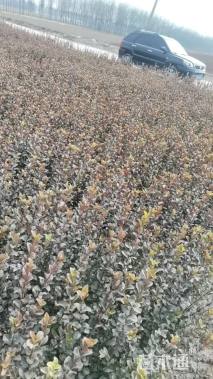 高度40厘米卫矛