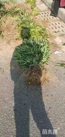 高度10厘米十大功劳