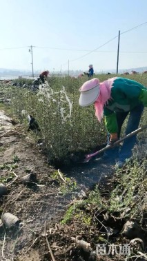 高度100厘米沙棘